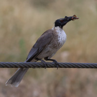 Noisy Friarbird